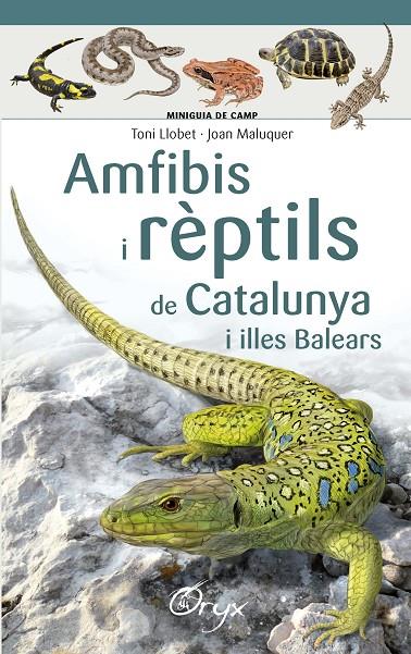 AMFIBIS I RÈPTILS DE CATALUNYA I ILLES BALEARS | 9788490346792 | LLOBET FRANÇOIS , TONI/MALUQUER MARGALEF, JOAN | Llibreria Ombra | Llibreria online de Rubí, Barcelona | Comprar llibres en català i castellà online