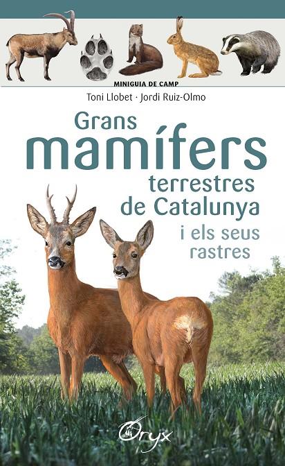 GRANS MAMÍFERS TERRESTRES DE CATALUNYA I ELS SEUS RASTRES | 9788490347881 | LLOBET FRANÇOIS , TONI/RUIZ-OLMO, JORDI | Llibreria Ombra | Llibreria online de Rubí, Barcelona | Comprar llibres en català i castellà online