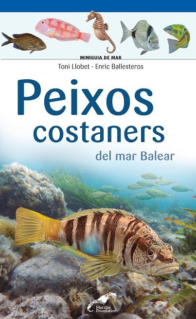 PEIXOS COSTANERS DEL MAR BALEAR | 9788490349403 | LLOBET FRANÇOIS , TONI/BALLESTEROS SAGARRA , ENRIC | Llibreria Ombra | Llibreria online de Rubí, Barcelona | Comprar llibres en català i castellà online